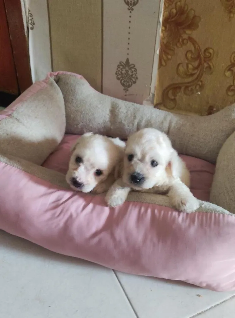 Bichon Maltais