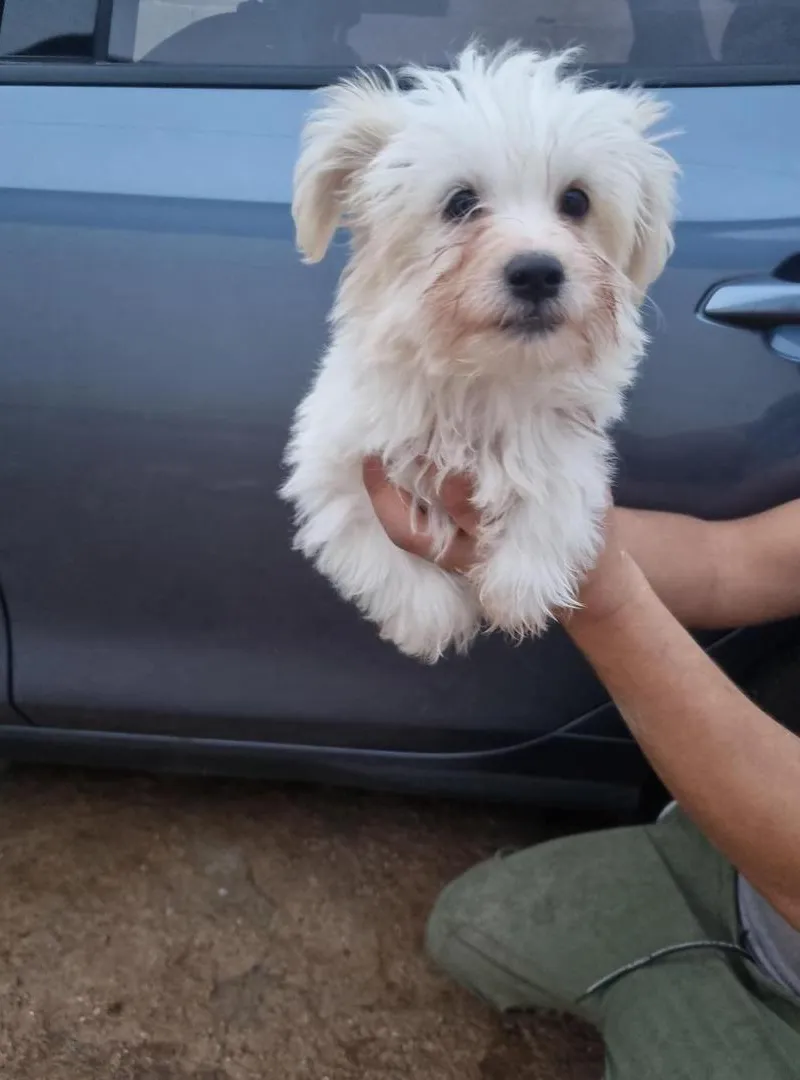 Bichon Maltais (Mâle)