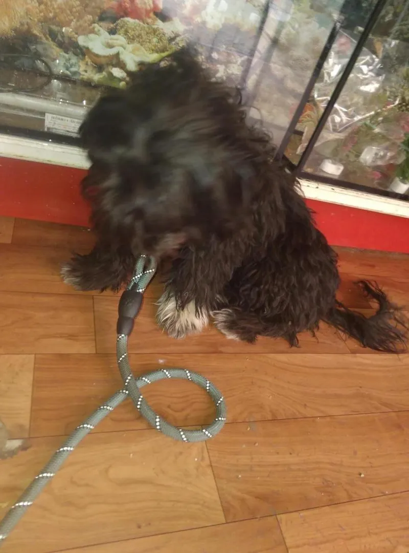 Chien caniche bichon