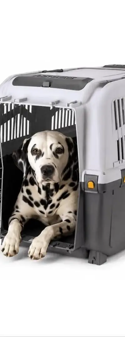 Caisse de transport pour chien