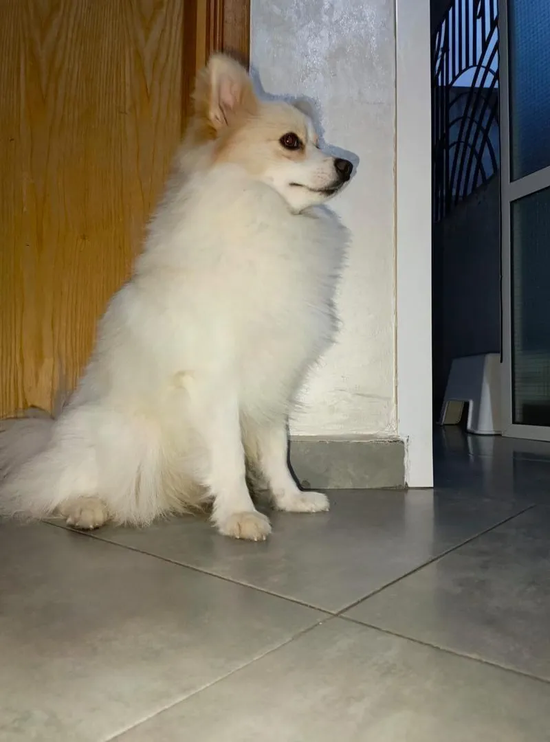 Chien spitz