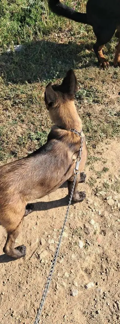 Malinois Charbonné