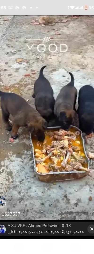 Chiots Malinois