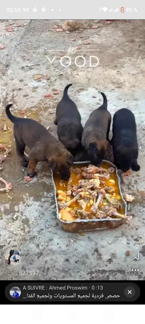 Chiots Malinois