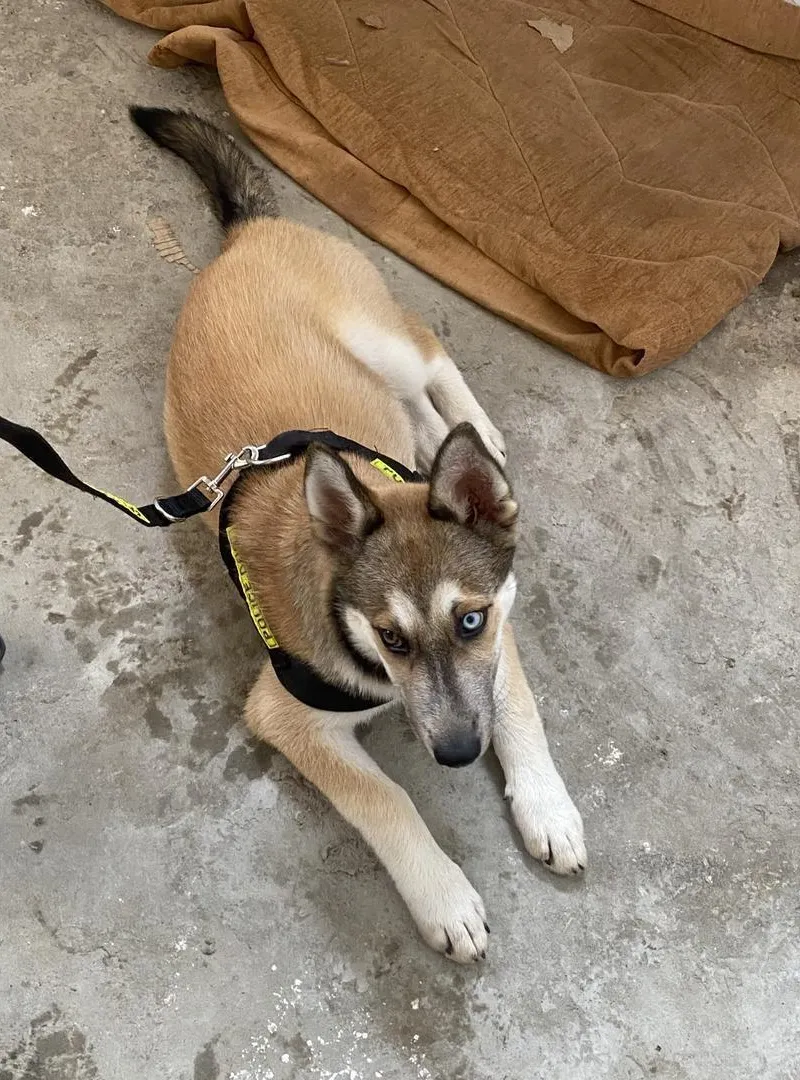 Malinois Husky