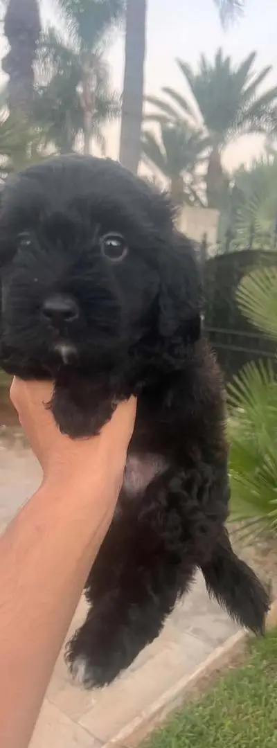 Bichon Havanais