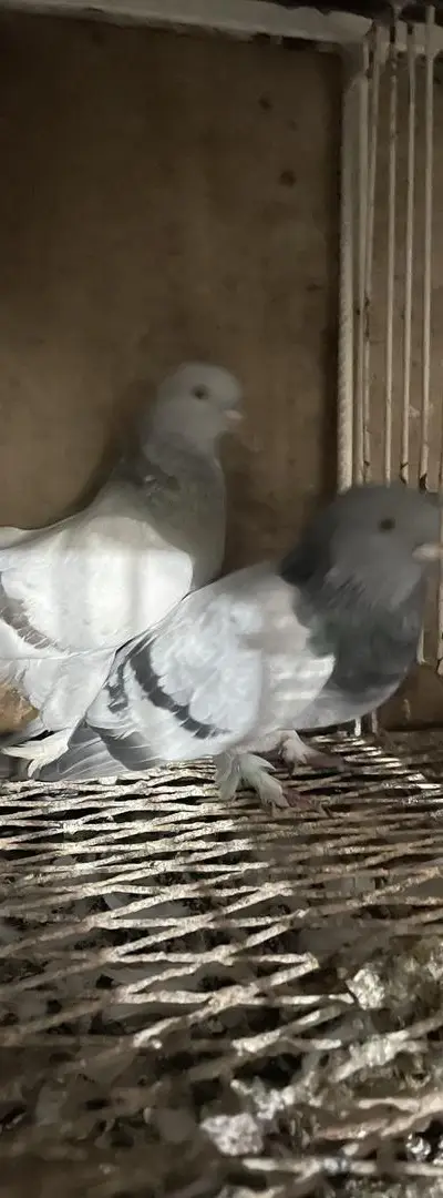 Animaux domestiques