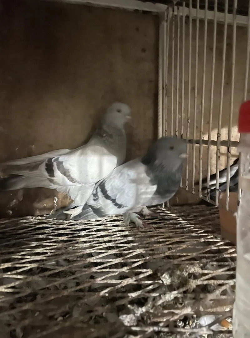 Animaux domestiques