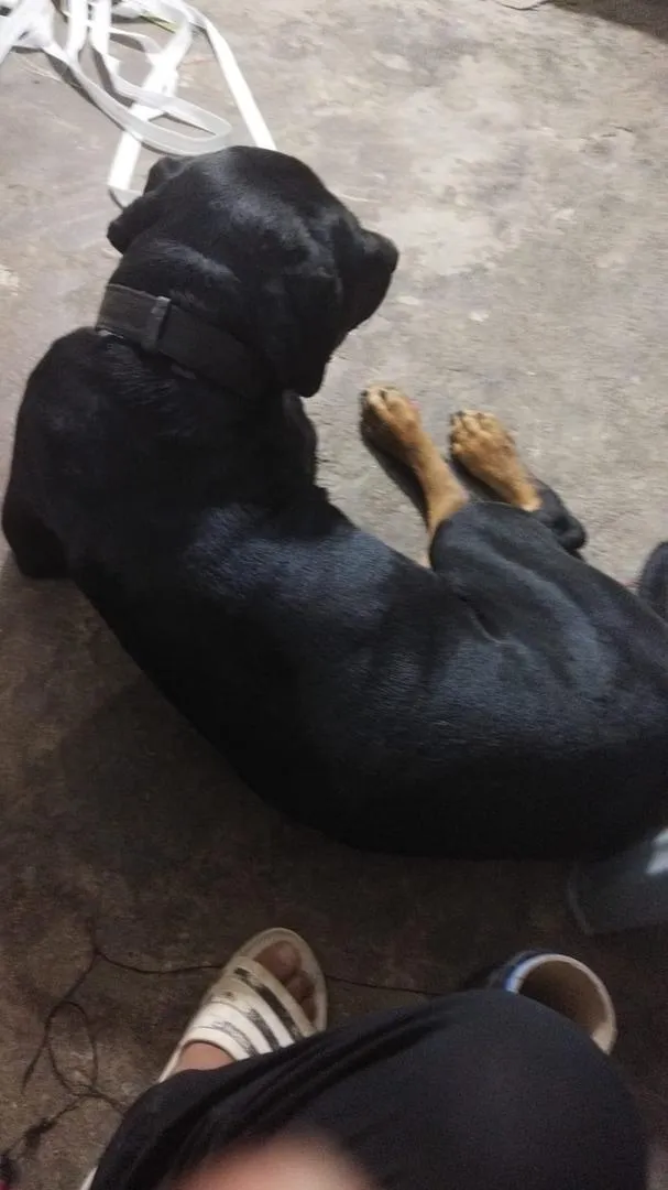 Chien Rottweiler 1 an et demi