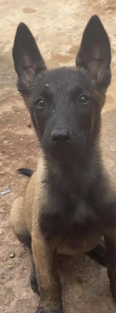 Chiens Malinois Charbonné pour la garde