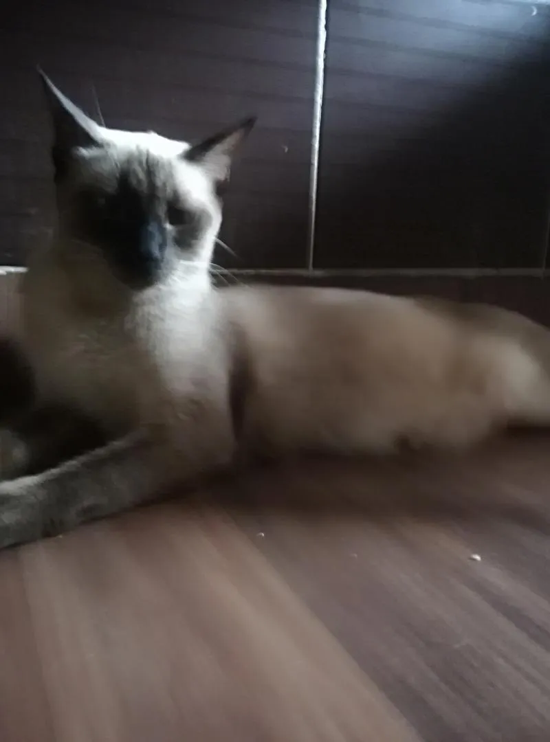 Chat à adopter