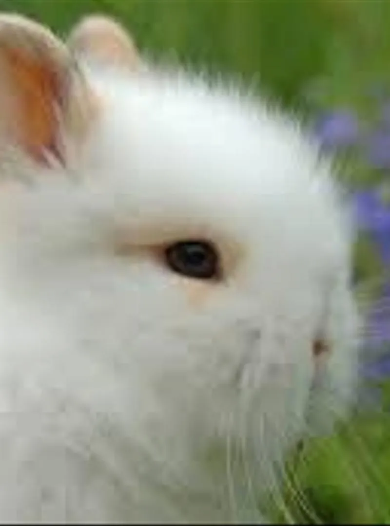 Lapin nain bunny à vendre