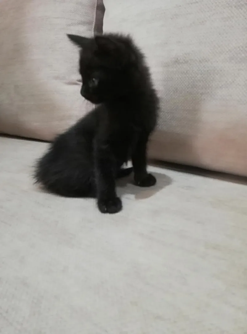 Chaton à adopter