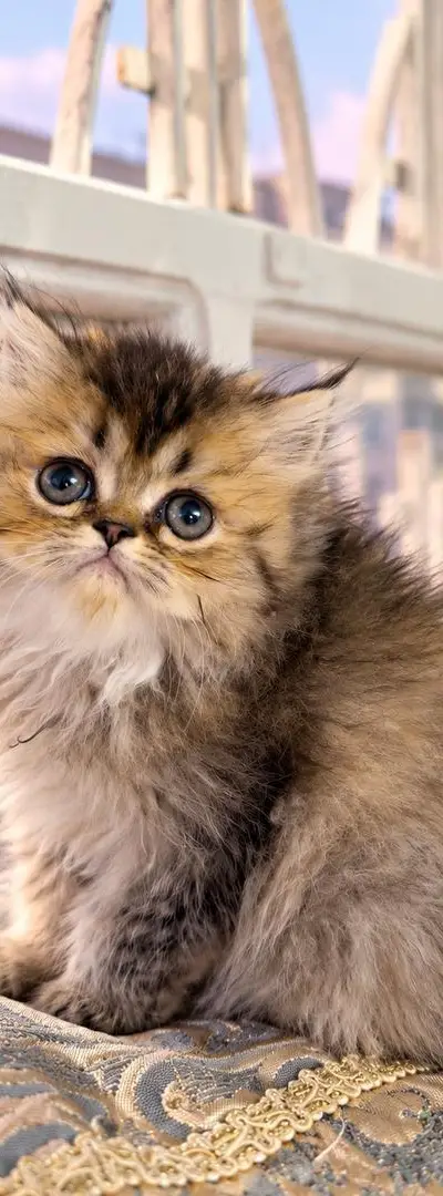 Chats British Longhair