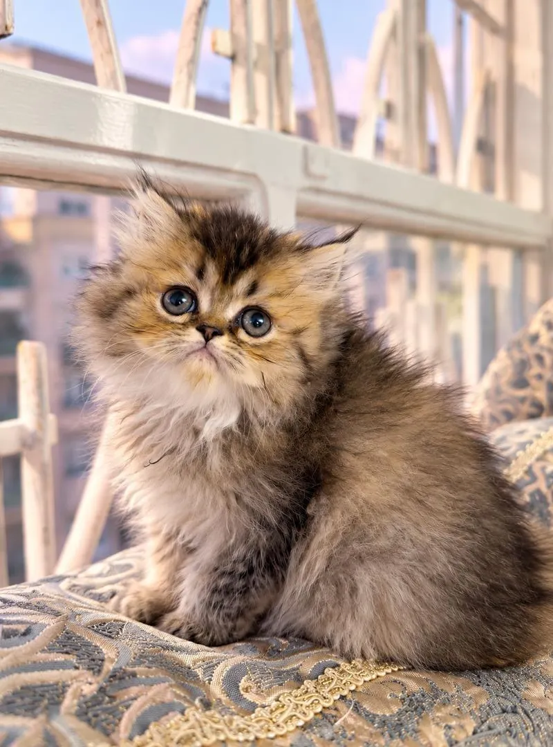 Chats British Longhair