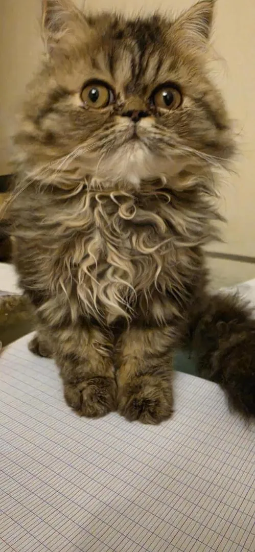 Chaton persan pure race