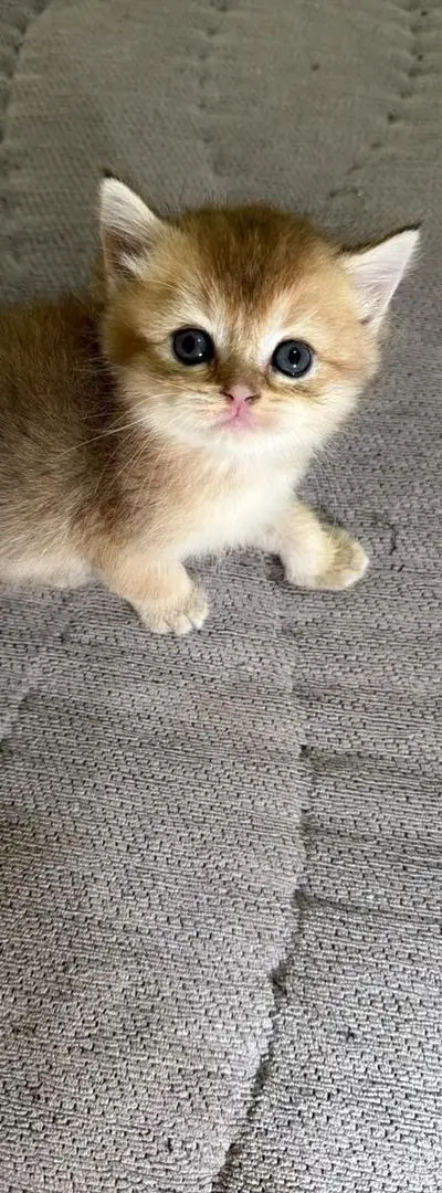Chatons British Shorthair disponibles