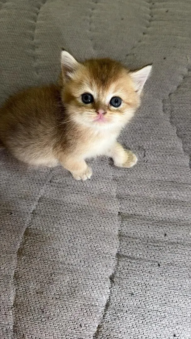 Chatons British Shorthair disponibles