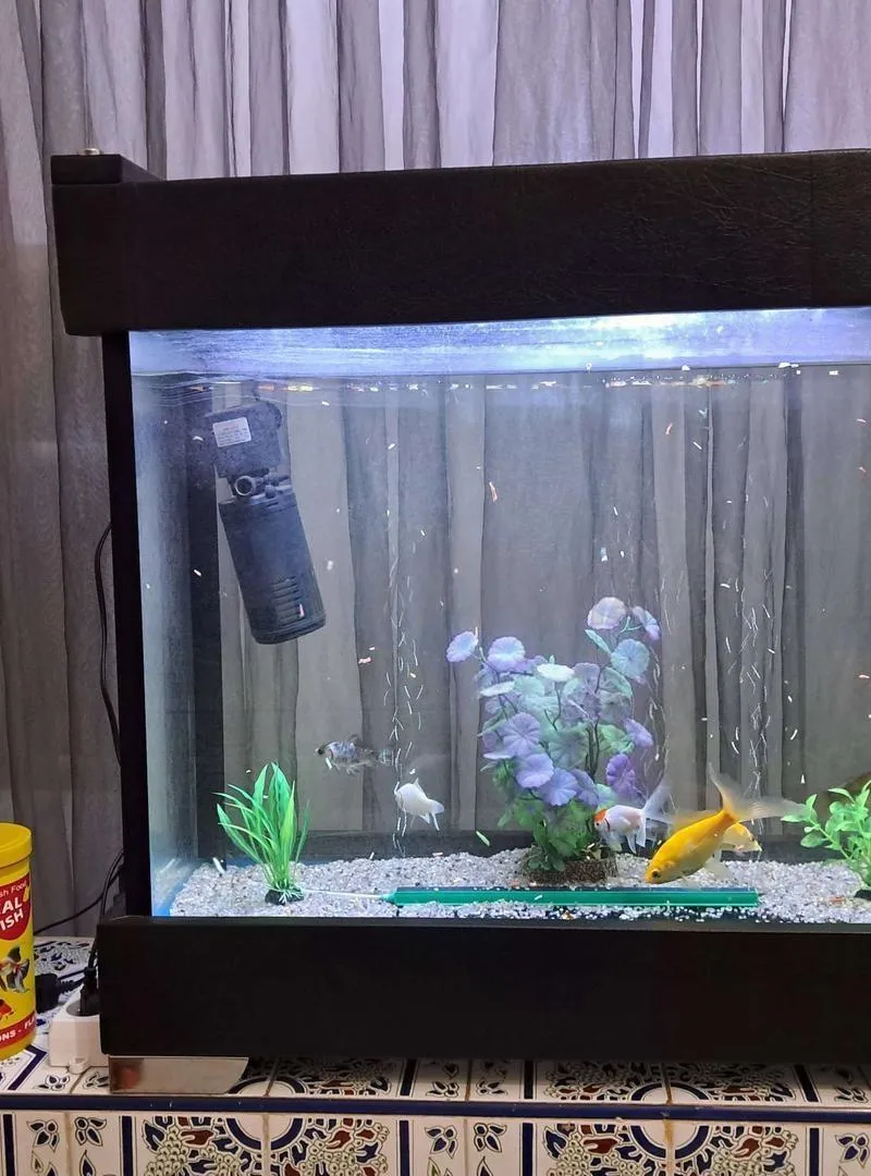 Aquarium complet pour poissons