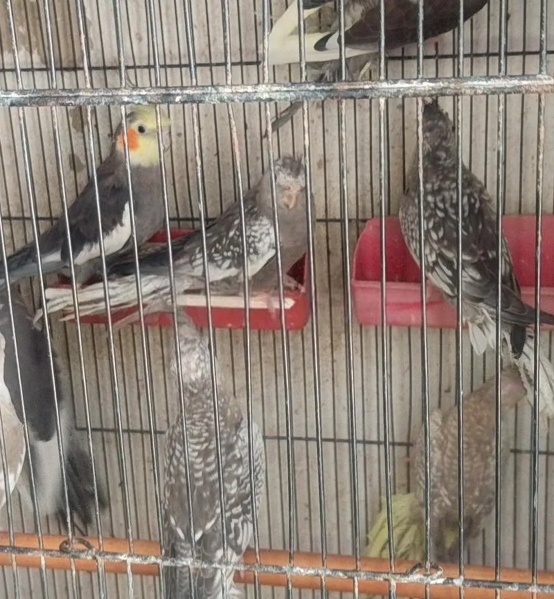 Ensemble d'oiseaux à vendre en gros et en détail