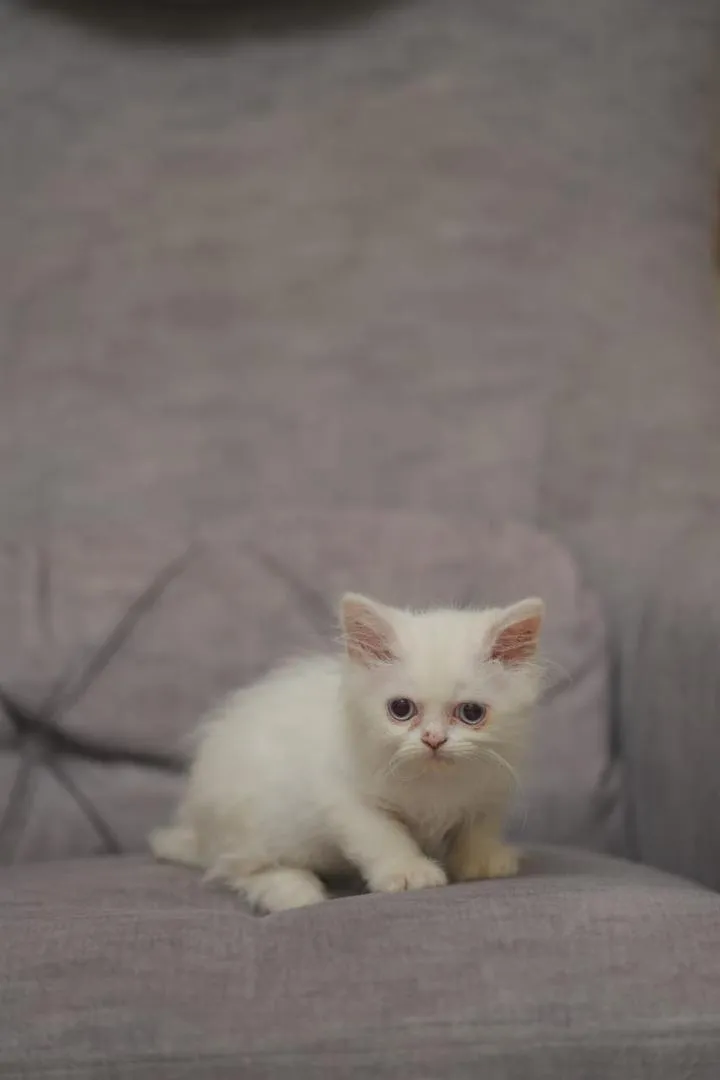Chaton à vendre HIGHLAND STRAIGHT