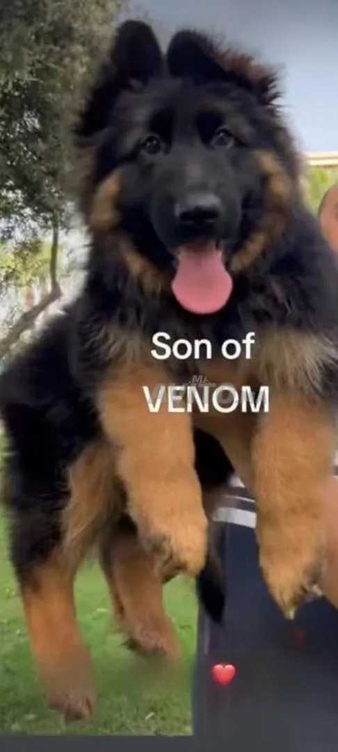 Chien berger allemand son of venom pedigree