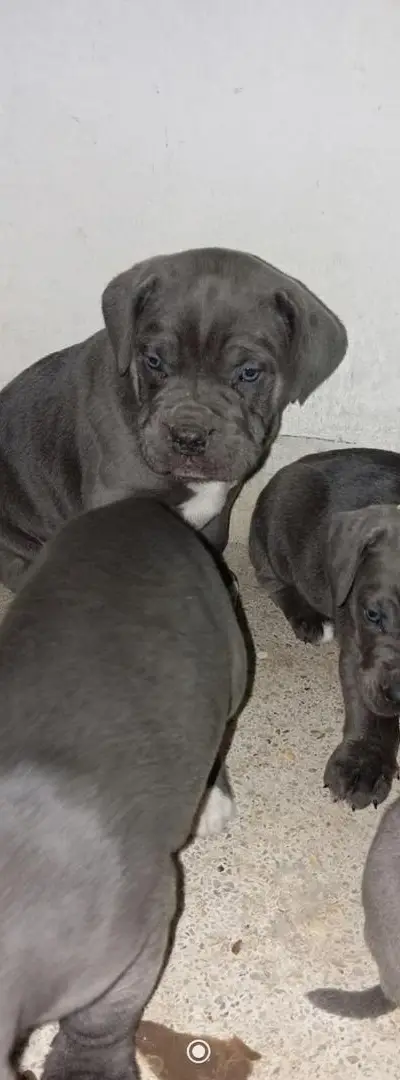 Cani Corso à vendre