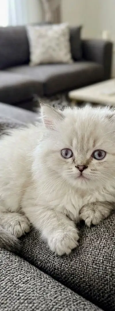 Des chatons British & Scottish adorables