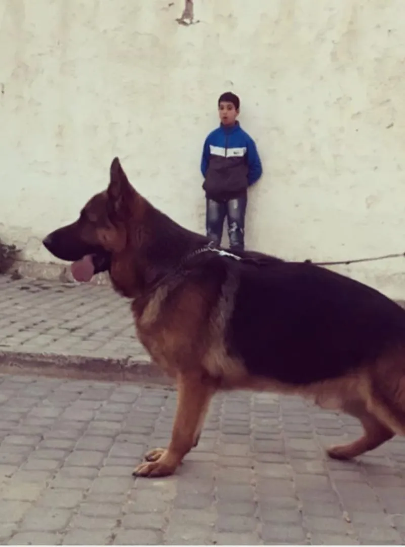 Berger allemand