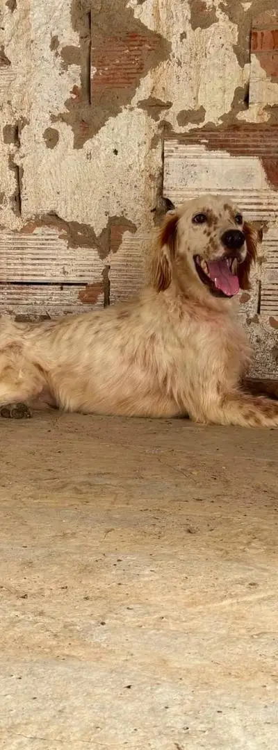 Chien de chasse