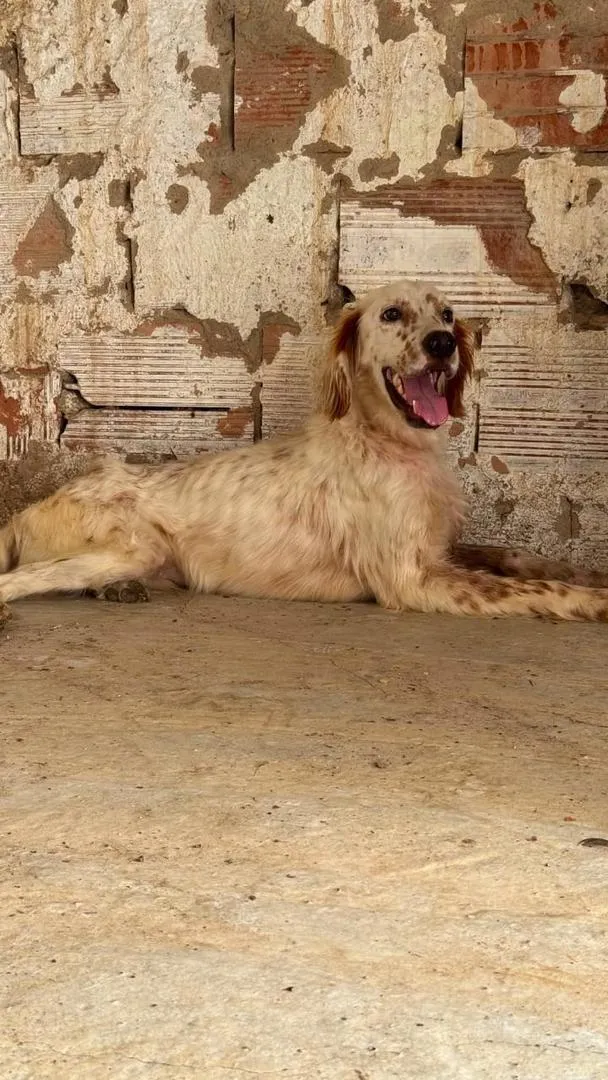 Chien de chasse
