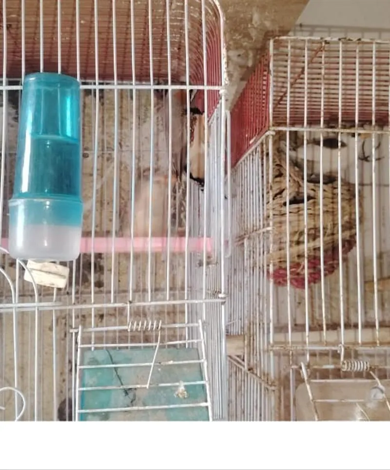 Couples d'oiseaux zèbres à vendre