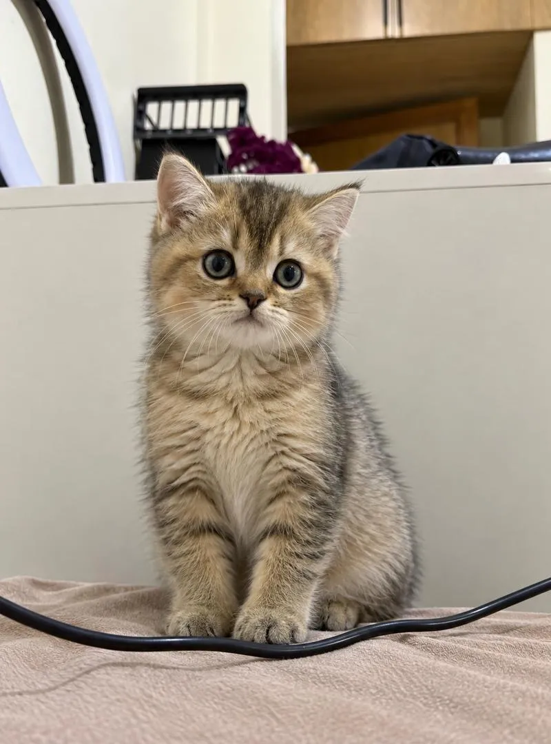 Mâle British Shorthair Golden tabby