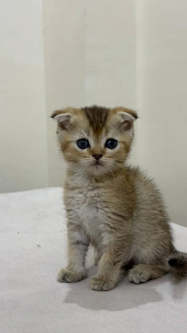 Mâle Scottish Fold Golden ny22