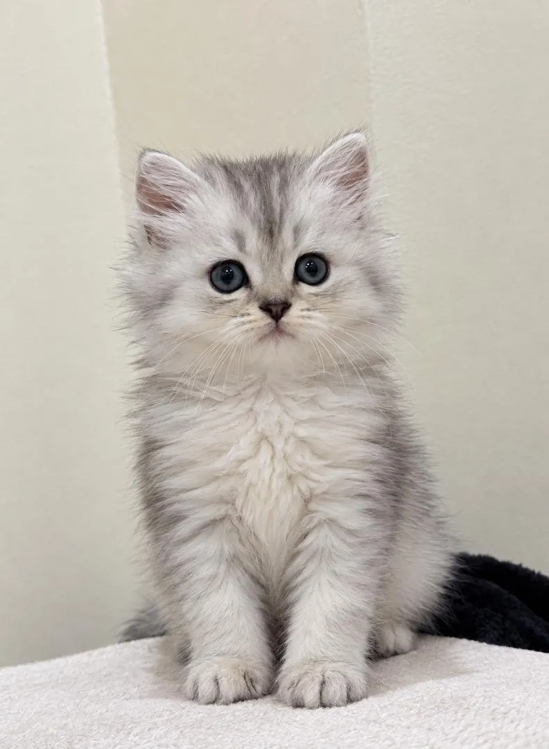 Mâle British Longhair silver shaded