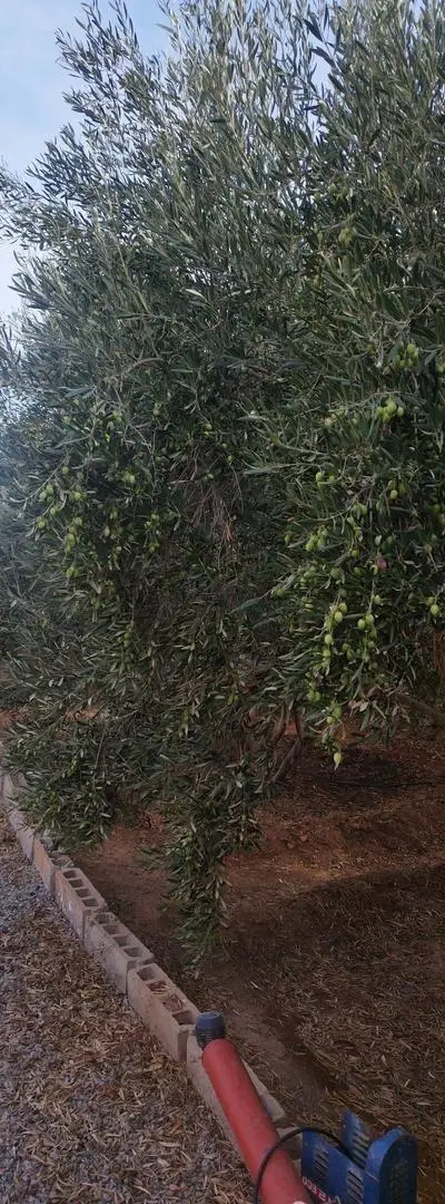 Grand lot d'olives à vendre Driouch