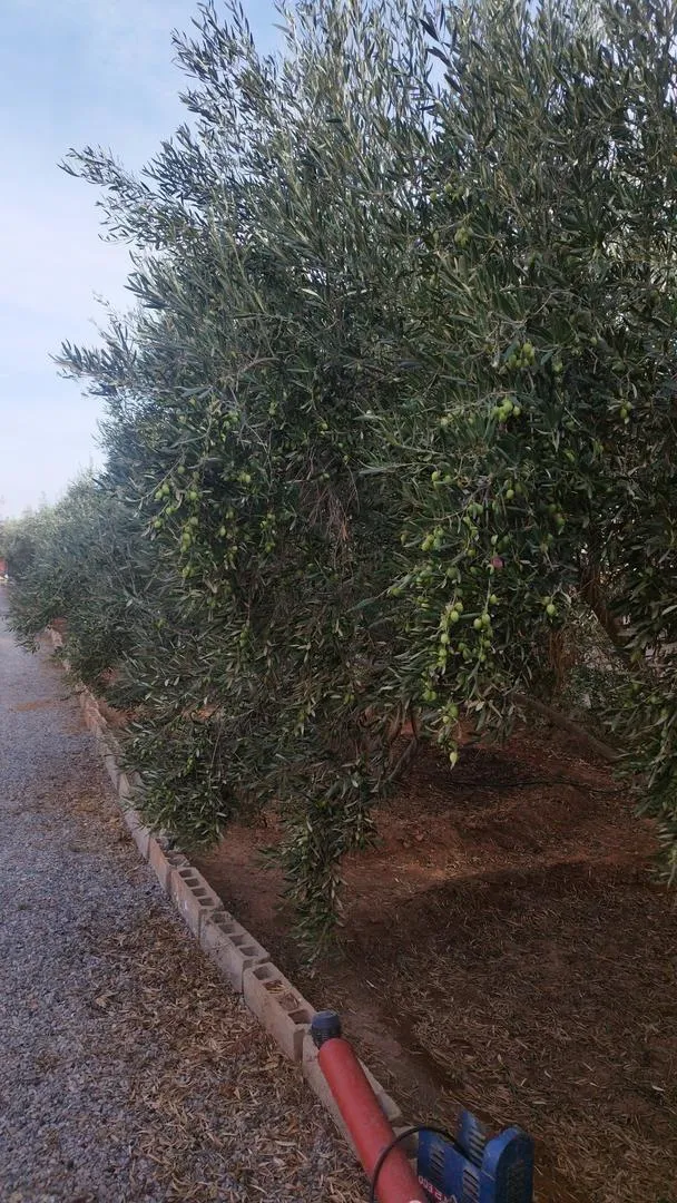 Grand lot d'olives à vendre Driouch