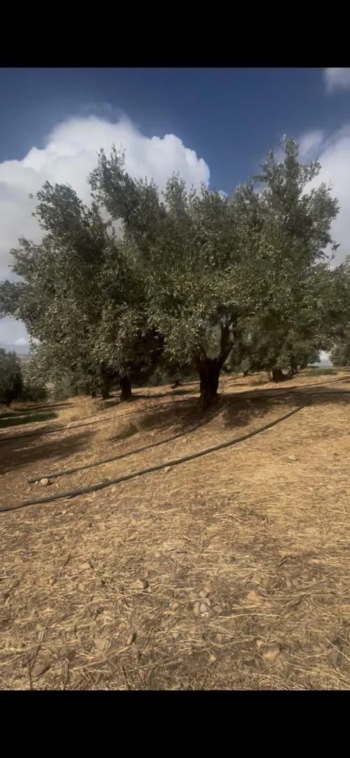 Récolte d'olives