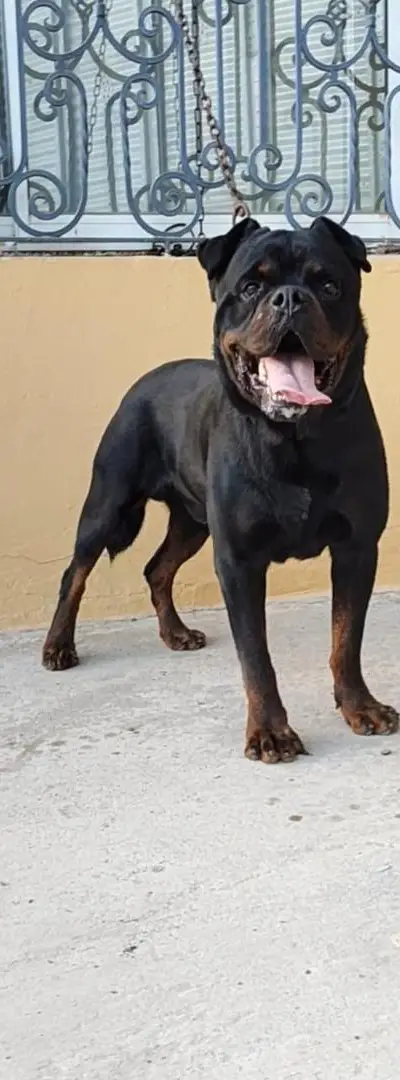 Rottweiler royal
