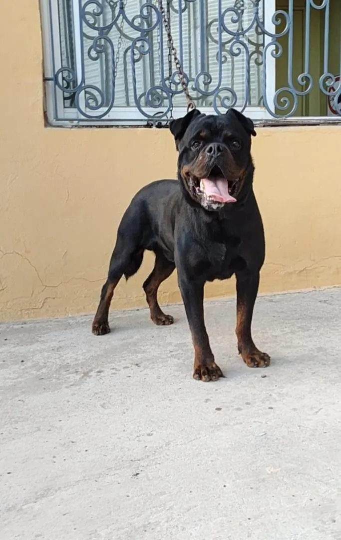 Rottweiler royal