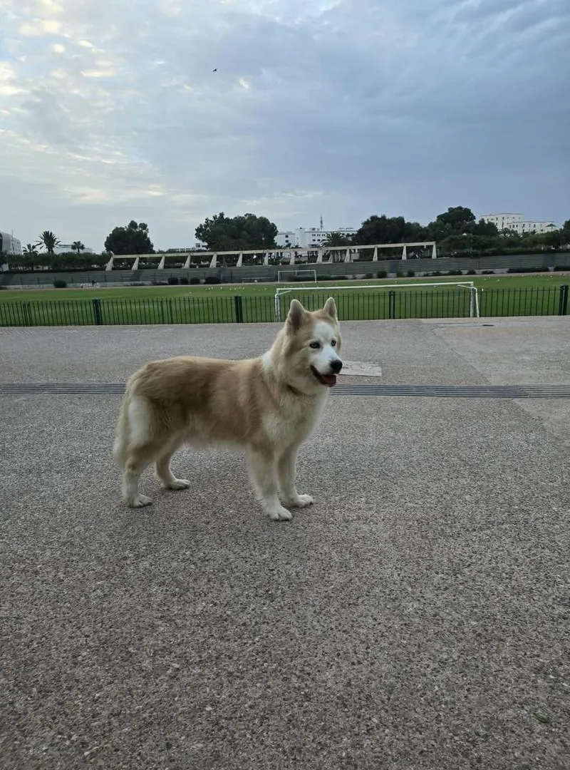 Husky à vendre
