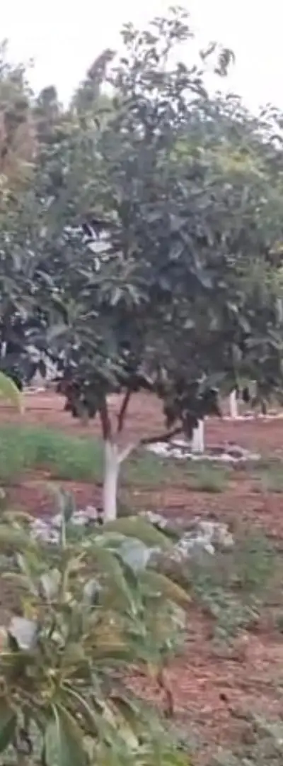 50 arbres d'avocatier variété (Hass) âgés de 5 ans