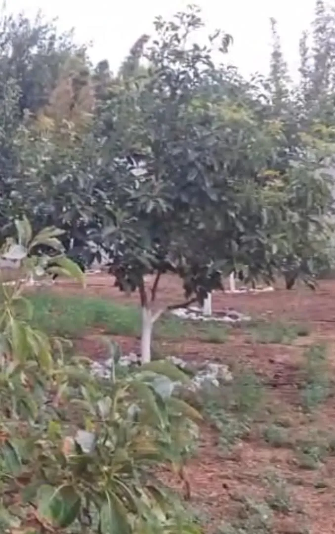 50 arbres d'avocatier variété (Hass) âgés de 5 ans