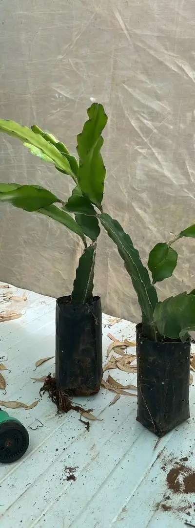 PROMOTION PLANTE PITAYA DÉSTOCKAGE 5 DIRHAMS PIÈCE