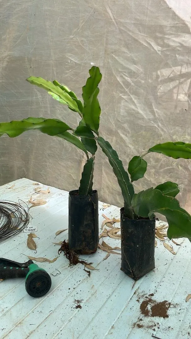 PROMOTION PLANTE PITAYA DÉSTOCKAGE 5 DIRHAMS PIÈCE