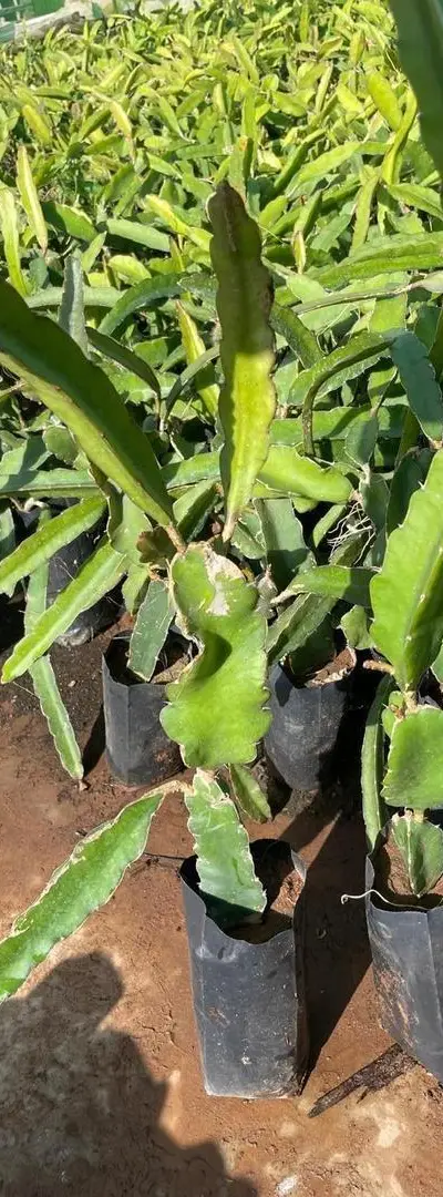 🔥 Promotion Plante de Pitaya à seulement 5 Dhs 🌱