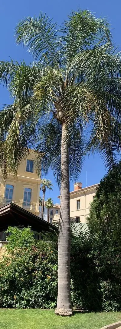 Cocotiers