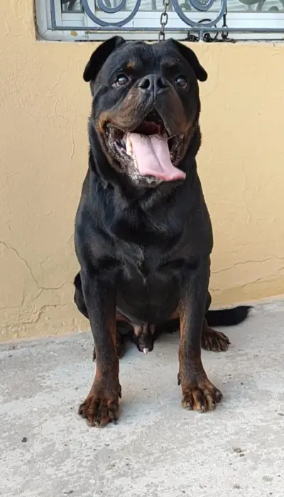 Rottweiler