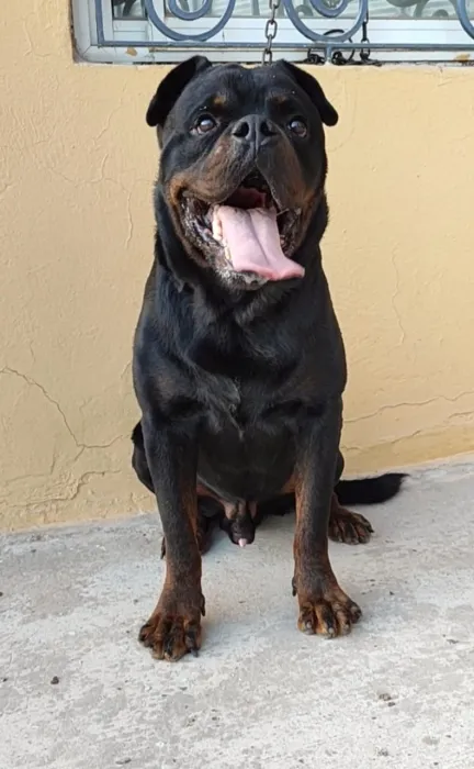 Rottweiler