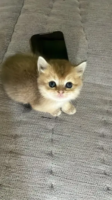 British shorthair